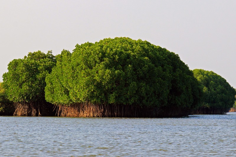 Environment Service